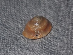 Bellastraea squamifera