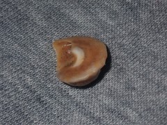 Bellastraea squamifera