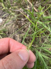 Rhynchospora inexpansa