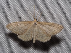 Idaea macilentaria