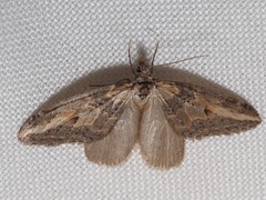 Chesias isabella