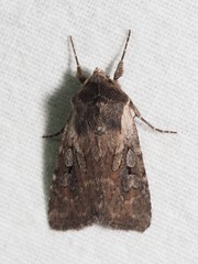 Lycophotia molothina