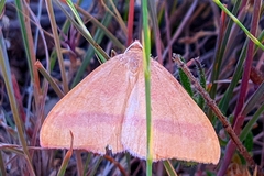 Rhodostrophia pudorata