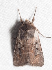 Lycophotia molothina