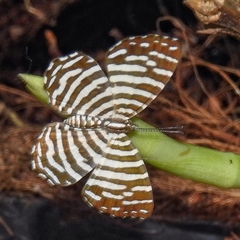 Hyphilaria thasus