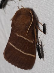 Macrothylacia digramma