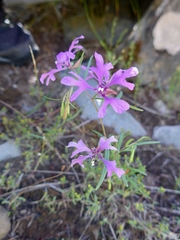 Clarkia pulchella