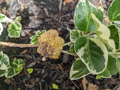 Agrobacterium radiobacter