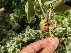 Agrobacterium radiobacter