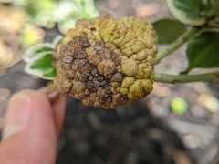 Agrobacterium radiobacter