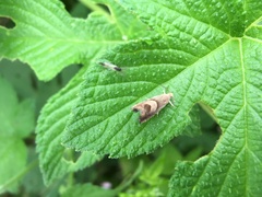 Grapholita delineana