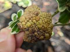 Agrobacterium radiobacter