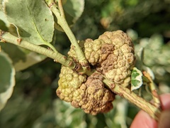 Agrobacterium radiobacter