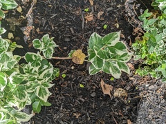 Agrobacterium radiobacter