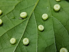 Pachypsylla celtidismamma