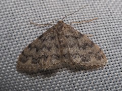 Idaea contiguaria