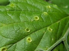 Pachypsylla celtidismamma