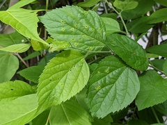 Celtis occidentalis