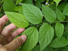 Celtis occidentalis