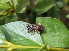 Andrena