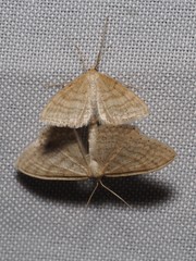 Idaea macilentaria