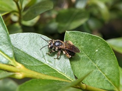 Andrena