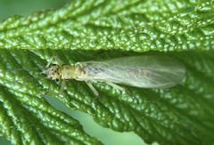Sweltsa