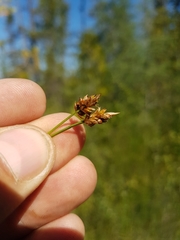 Carex chordorrhiza