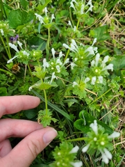 Lamium amplexicaule