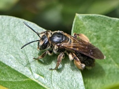 Andrena