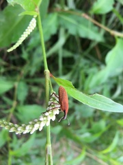 Lixus impressiventris