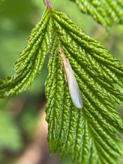 Sweltsa