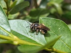 Andrena