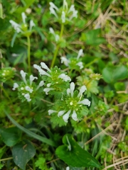 Lamium amplexicaule