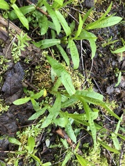 Lysimachia thyrsiflora