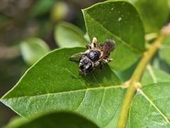 Andrena