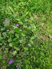 Lamium amplexicaule