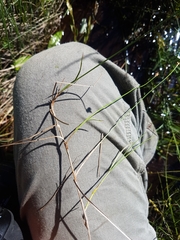 Carex chordorrhiza