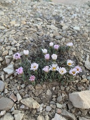 Erigeron compactus