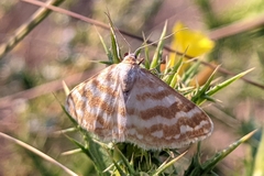 Idaea sericeata