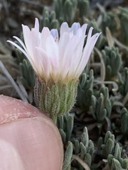 Erigeron compactus