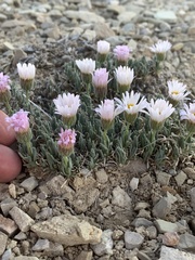 Erigeron compactus