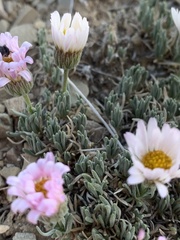 Erigeron compactus