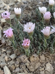 Erigeron compactus
