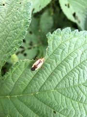 Adelphocoris suturalis