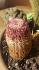 Echinocereus