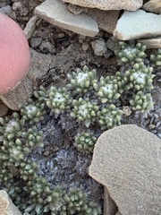 Eriogonum tumulosum