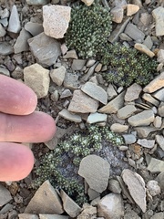 Eriogonum tumulosum