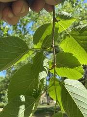 Celtis occidentalis