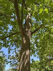 Celtis occidentalis